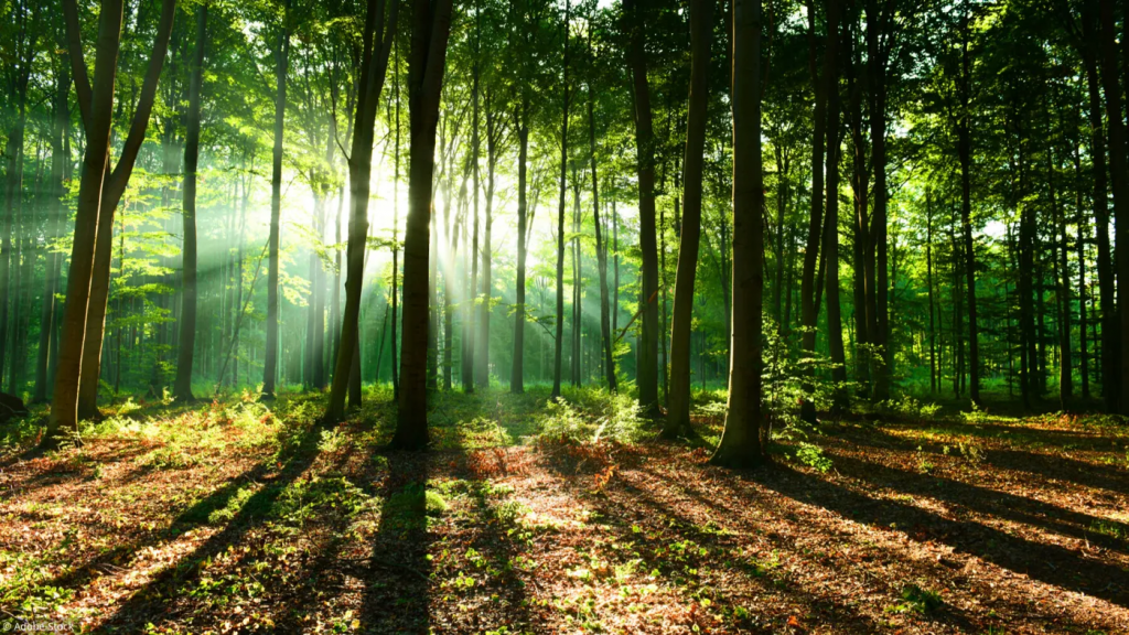 paysage dans une forêt